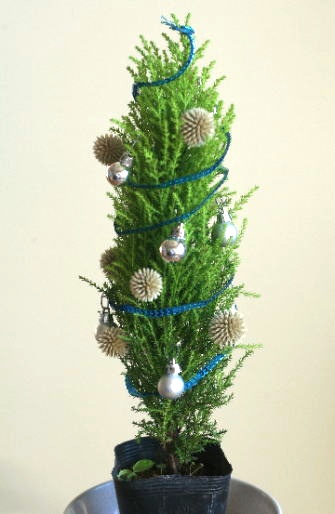 小さなゴールドクレストを飾り付けてクリスマスツリーにする（作り方・材料）
