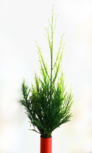 雪冠杉とヒムロ杉を材料に作るクリスマスツリー