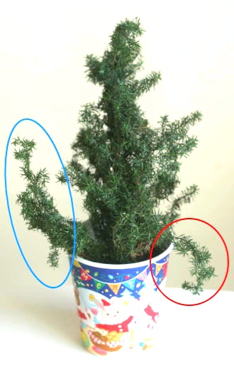 金×青のミニクリスマスツリー（作り方・材料）
