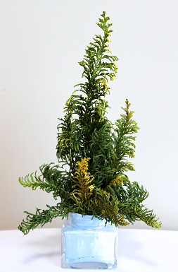 クジャクヒバと空き瓶で作るクリスマスツリー
