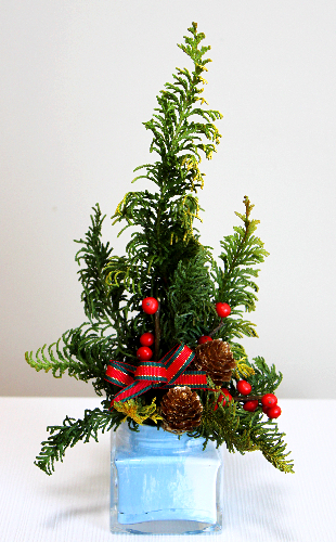 クジャクヒバと空き瓶で作るクリスマスツリー