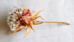 パンパスグラスで作るクリスマスツリー 2種類(作り方・材料)