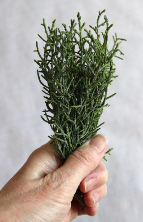 コニファーの小枝と大豆で作る超ミニクリスマスツリー(作り方・材料)