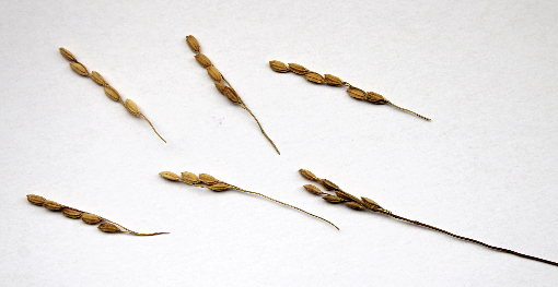 超ミニお正月飾り風リース（作り方・材料）