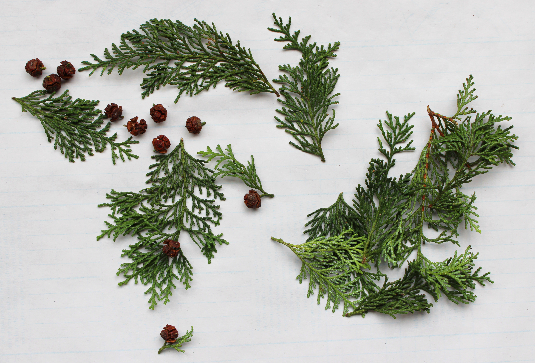 ヒノキのミニリースの作り方・材料