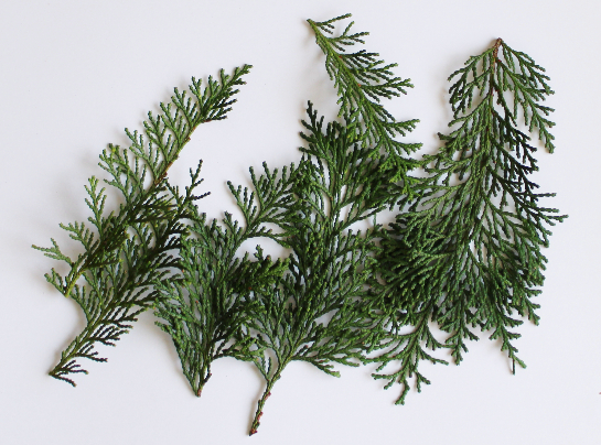 ヒノキのミニスワッグ（作り方・材料）