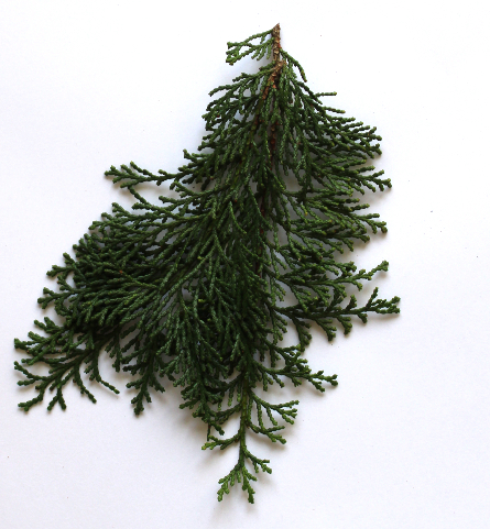 ヒノキのミニスワッグ（作り方・材料）