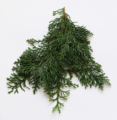 ヒノキのミニスワッグ（作り方・材料）