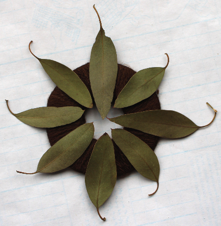 ユーカリの葉のミニリースの作り方・材料