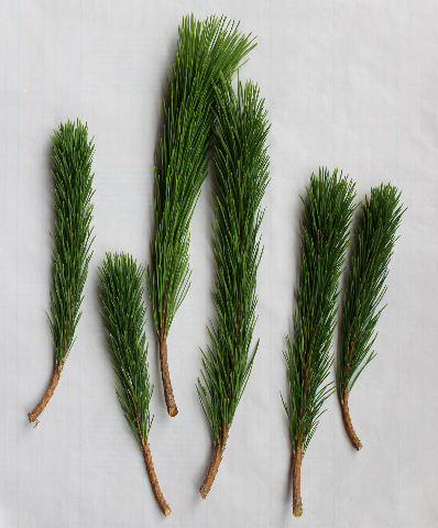 松のお正月スワッグ（作り方・材料）