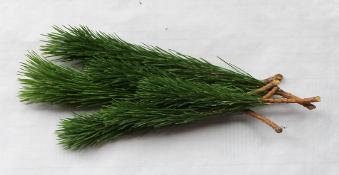 松のお正月スワッグ（作り方・材料）