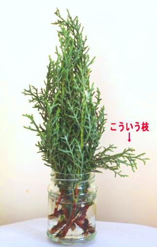 サイプレスで作るクリスマスツリー（作り方・材料）
