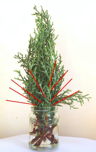 サイプレスで作るクリスマスツリー（作り方・材料）