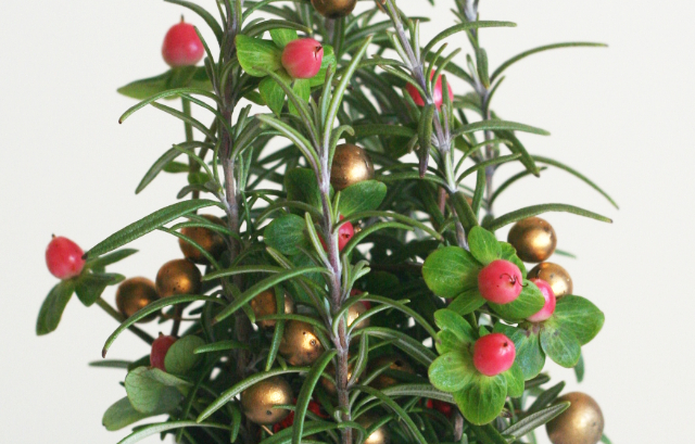 ローズマリーで作るクリスマスツリー（フレッシュタイプ）