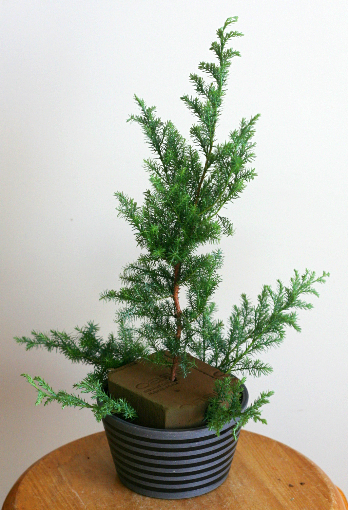 クリスマスツリーアレンジメント（ドライ・2種類）