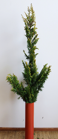 クジャクヒバで作るクリスマスツリー（120cm）