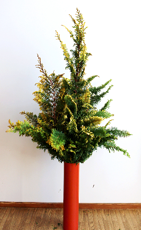 クジャクヒバで作るクリスマスツリー（120cm）