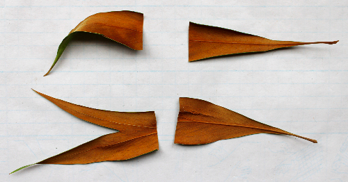 グレヴィリアゴールドのリース：ピンで固定するタイプ　作り方・材料