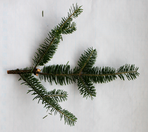 もみの木・コニファー・柊のクリスマススワッグ（作り方・材料）