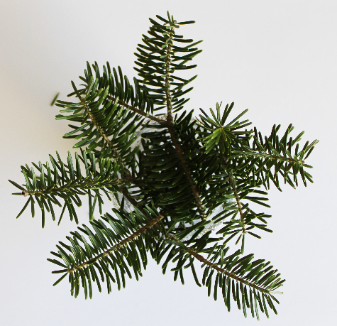 プリンカップにもみの木を立てたミニクリスマスツリー（作り方・材料）
