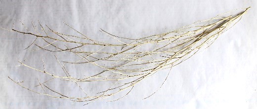 ローリエの涼しそうな壁飾り(作り方・材料)