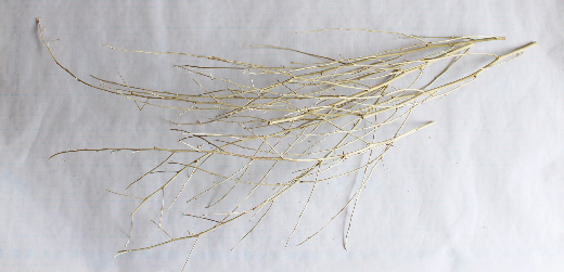 ローリエの涼しそうな壁飾り(作り方・材料)