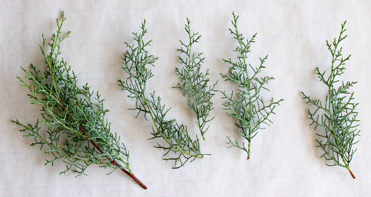 ブルーアイス(コニファー)1本で作ったミニクリスマスツリー:作り方・材料