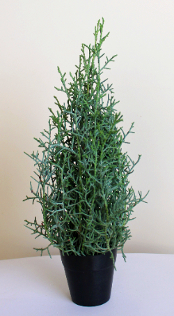 ブルーアイス(コニファー)1本で作ったミニクリスマスツリー:作り方・材料