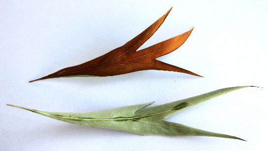 グレヴィリアゴールドのリース：ピンで固定するタイプ　作り方・材料